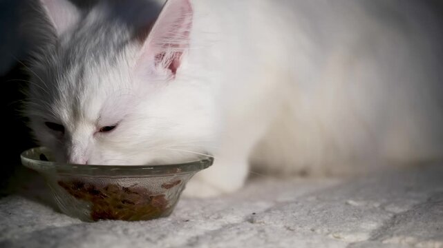 Fluffy White Cat Eating Wet Food from Glass Bowl Close Up