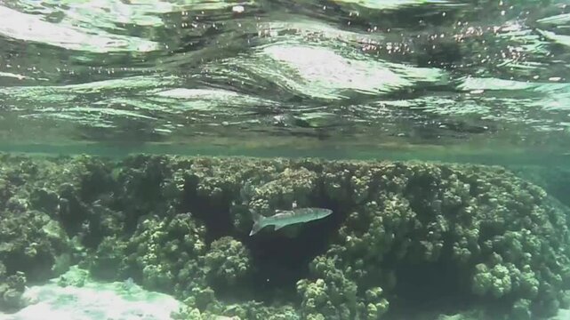  Medium-sized barracuda swimming along a coral reef, Las Cabanas, Marsa Alam, Red Sea, Egypt