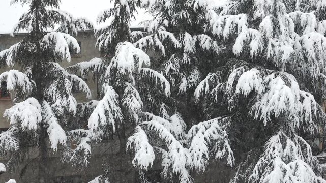 Heavy snow falling on evergreen trees in winter