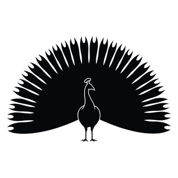 A striking peacock with fully fanned tail feathers is shown as a silhouette