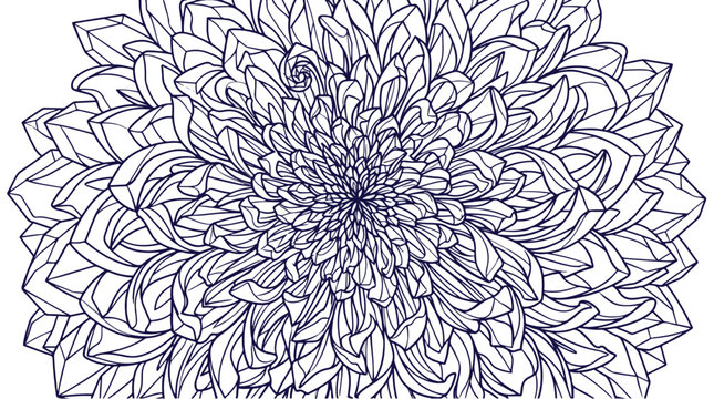 Chrysanthemum outline drawing showcases intricate layers of petals in a detailed floral pattern on a clean white background.