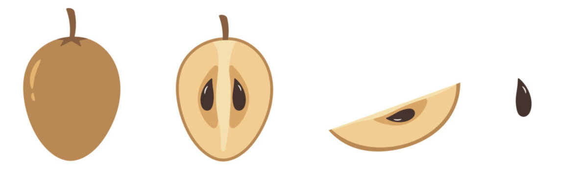 sapodilla drawing illustration set