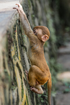 Very young, curious rhesus monkey trying to climb up a wall in Kathmandu, Nepal