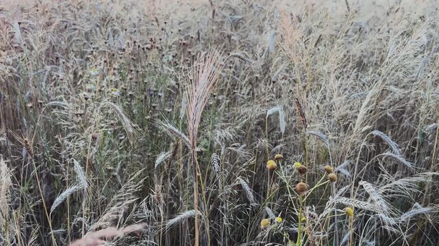 Close-up of ripe wheat ears mixed with wild flowers in a field, rural agricultural texture concept
