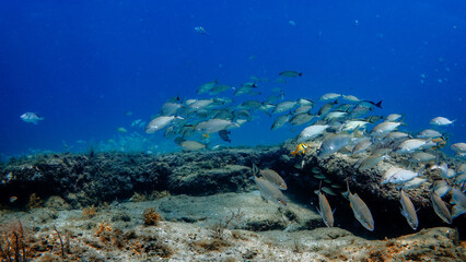 seafloor with coral reef and school of fish © Matthew Tighe