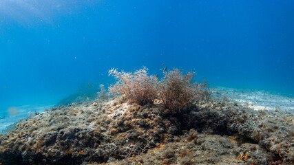 seafloor with coral reef © Matthew Tighe