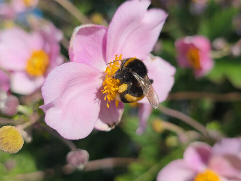 A bumblebee collects pollen from an anemone flower. Japanese anemone, anemone, Anemone.
A perennial rhizomatous plant. 