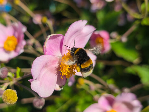 A bumblebee collects pollen from an anemone flower. Japanese anemone, anemone, Anemone.
A perennial rhizomatous plant. 