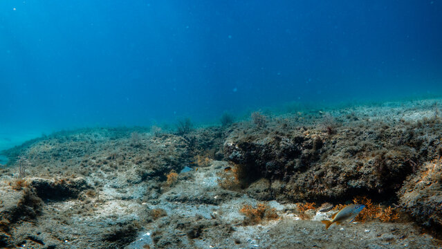 seafloor with coral reef