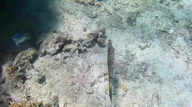  Ornate leatherjacket swimming along a coral reef, Las Cabanas, Marsa Alam, Red Sea, Egypt