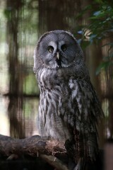 Fototapeta premium 木にとまり正面を見つめるカラフトフクロウ