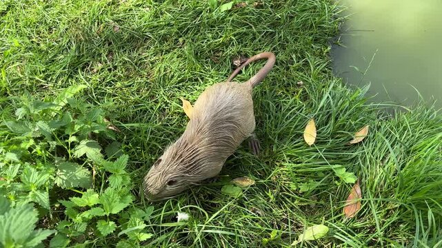 Nutria searching for food in green grass outdoors, semi aquatic rodent, wildlife behavior, natural feeding, zoo animal, summer nature.