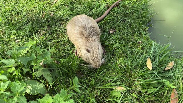 Wet nutria foraging through green grass after leaving the water, semi aquatic wildlife, natural feeding behavior, zoo animal, outdoor nature.