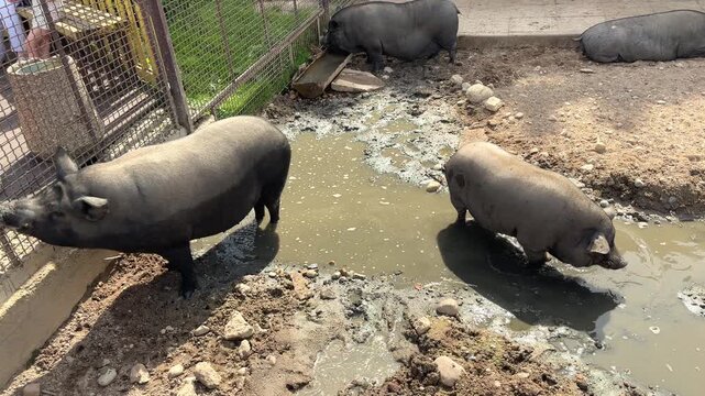 Wild boars moving and playing in muddy ground inside an enclosure, animal behavior, zoo wildlife, social interaction, natural activity.
