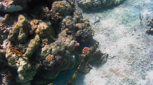 Ornate leatherjacket swimming along a coral reef, Las Cabanas, Marsa Alam, Red Sea, Egypt