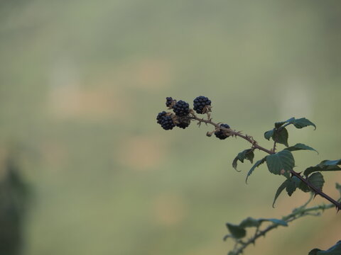 Bayas y campo