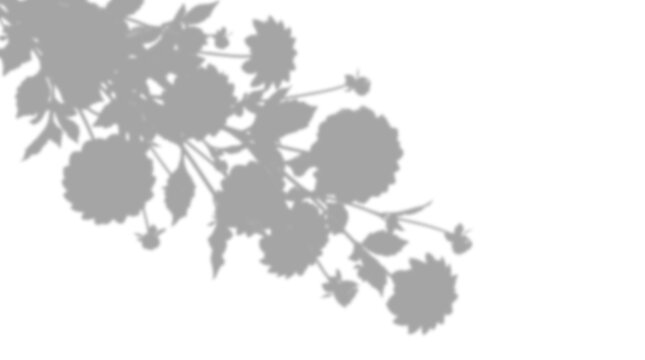 Floral shadow overlay isolated on transparent background
