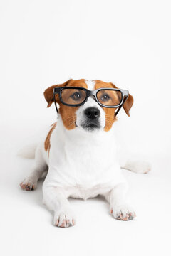Portrait of a cute Jack Russell Terrier dog wearing eyeglasses and looking at the camera isolated on white background