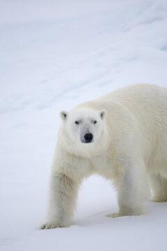 Polar bear walking on sea ice near Svalbard in the Arctic