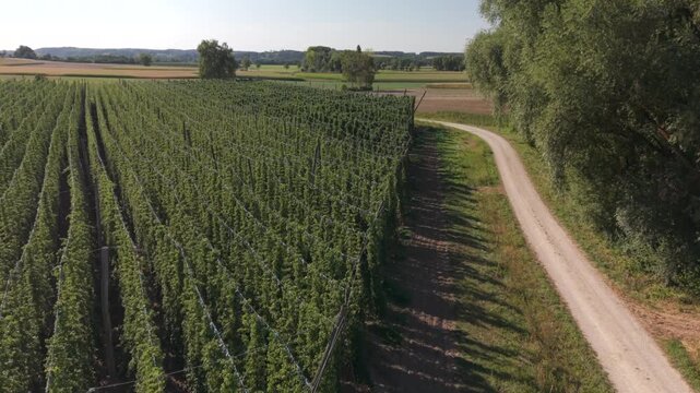 A drone flight across the Bavarian Holledau Hop fields during summer season before harvest phase