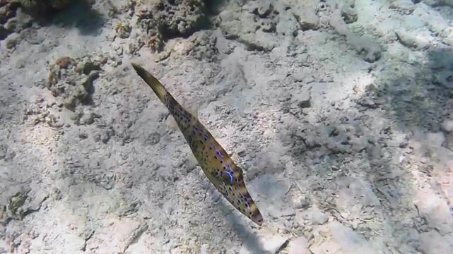  Ornate leatherjacket swimming along a coral reef, Las Cabanas, Marsa Alam, Red Sea, Egypt