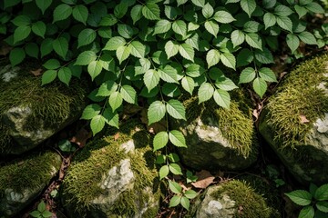 Naklejka premium Overhead view of fresh green leaves, mossy rocks on forest floor. Rich foliage covers ground in woodland ecosystem. Natural texture of plants, stones creates organic pattern in wild woods during