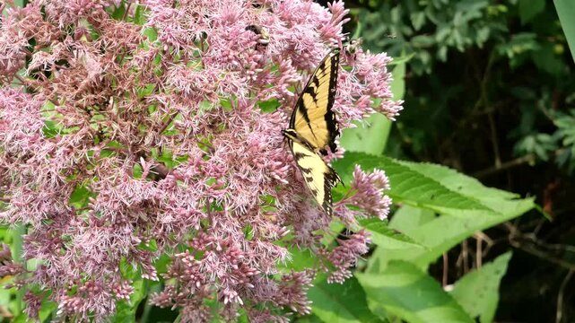 Yellow and black butterfly flapping wings while competing with bumblebees to pollinate pink flowers