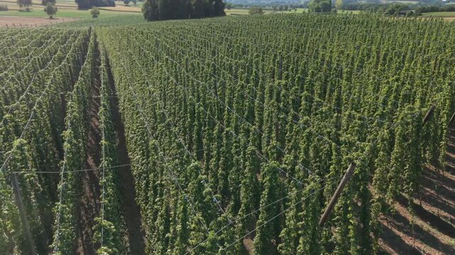A drone flight across the Bavarian Holledau Hop fields during summer season before harvest phase