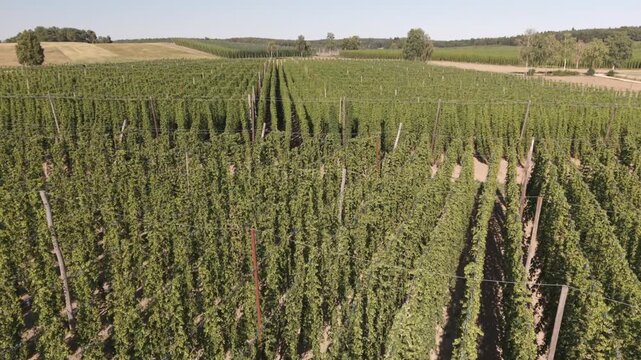 A drone flight across the Bavarian Holledau Hop fields during summer season before harvest phase