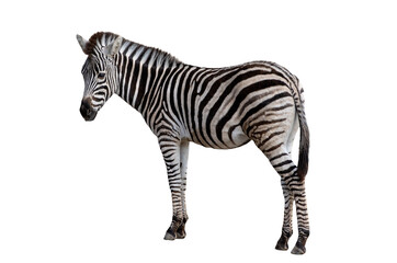 Naklejka premium Full length zebra standing side view isolated on white background.