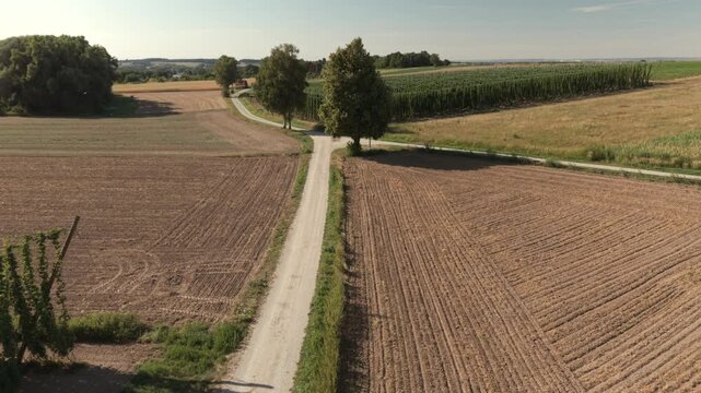 A drone flight across the Bavarian Holledau Hop fields during summer season before harvest phase