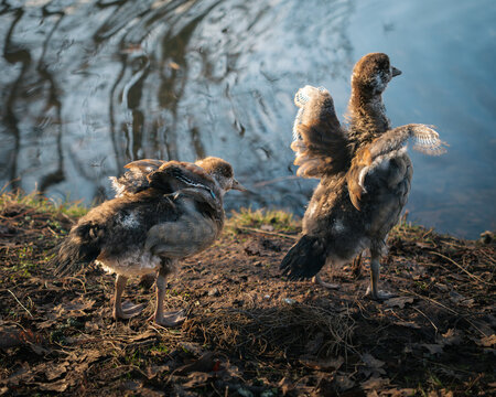 freshly hatched geese at a lake