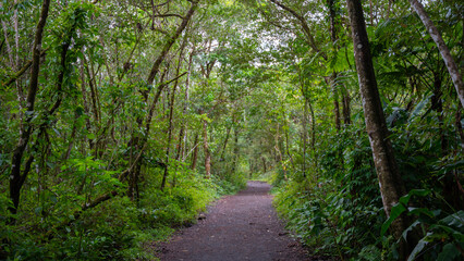Fototapeta premium path in the forest