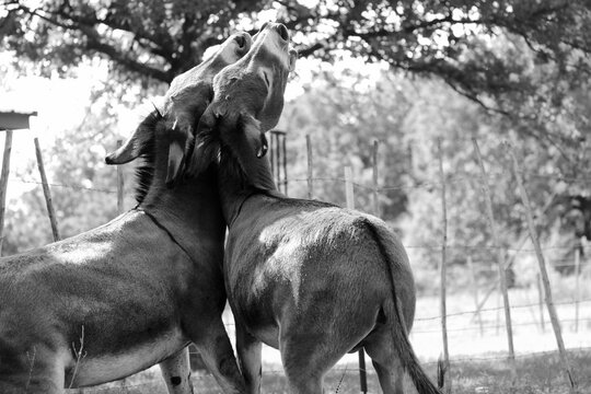 Close-up of mini donkeys playing and interacting in a pasture in black and white