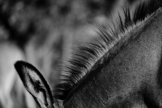 Close-up of a miniature donkey mane and ear in black and white