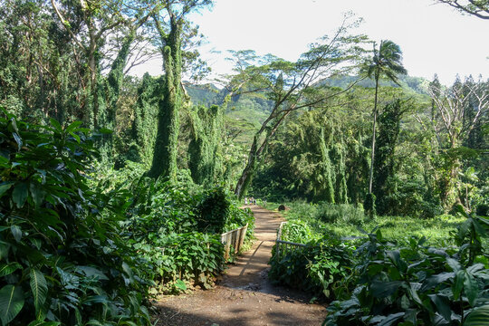 Hikers walk a wide dirt trail over a small wooden bridge into a lush Hawaiian valley of vine-draped trees and palms below a green mountain ridge.