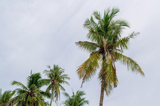 Tropical Coconut Palm Tree Tops Against Overcast Sky