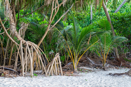 Pandanus Stilt Roots On Sandy Tropical Beach