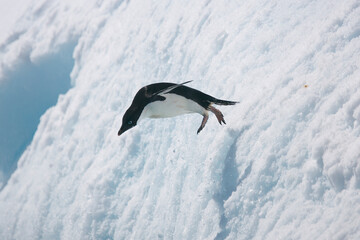 Adelie penguin leaping from an iceberg near Antarctica © willtu
