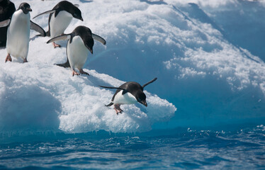 Adelie penguins leaping from an iceberg near Antarctica © willtu