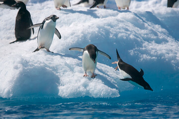 Obraz premium Adelie penguins leaping from an iceberg near Antarctica