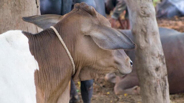 Cow calf standing in the form, cute brown calf, rope in the neck of cow calf, Head of a young calf 