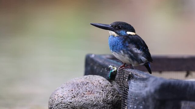  Javan blue-banded kingfisher (Alcedo euryzona), is a species of kingfisher in the subfamily Alcedininae. It is endemic to and found throughout Java.