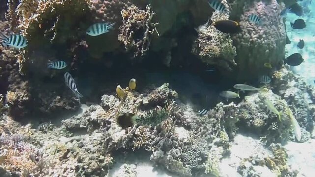  Ornate leatherjacket swimming along a coral reef, Las Cabanas, Marsa Alam, Red Sea, Egypt
