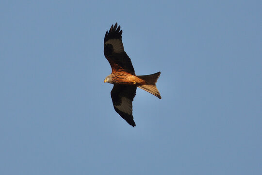 Red Kite in Bucks, England