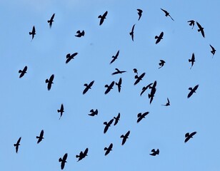 Flock of Rooks, Sky Playing © Trevor
