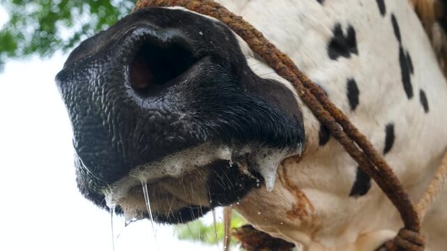 asian cow chewing cud, closeup of a form cow, cow head with rope standing in shadow. Livestock and domestic animals concept.
