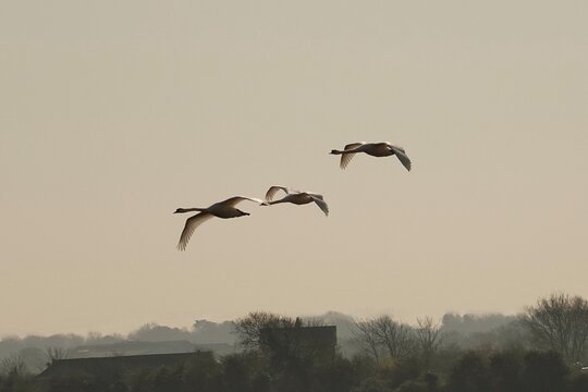 Three Swans Heading Home