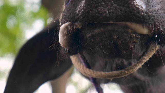 asian black buffalo, closeup of a form buffalo, buffalo head with rope standing in shadow. Livestock and domestic animals concept.