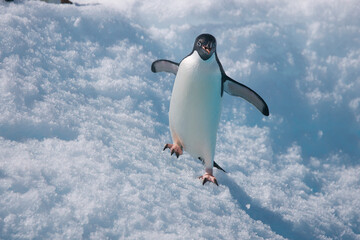 Obraz premium Adelie penguin leaping from an iceberg near Antarctica